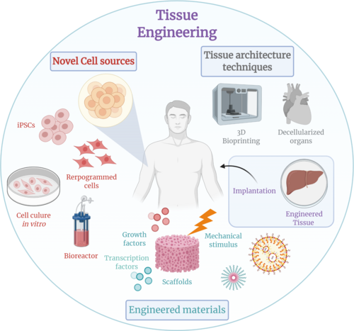 Tissue Engineering